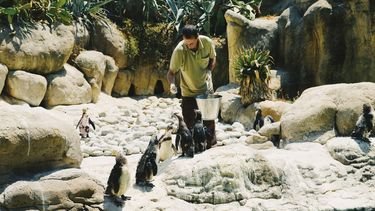 aantal vacatures neemt af, maar deze banen met dieren zijn juist opvallend vaak beschikbaar